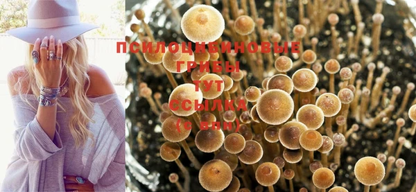 прущие грибы Киренск